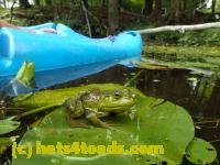 /home//u458753944/public_html/sourcegallery///Frogs/Bullfrogs 2016-08 Ontario/P8140118.JPG